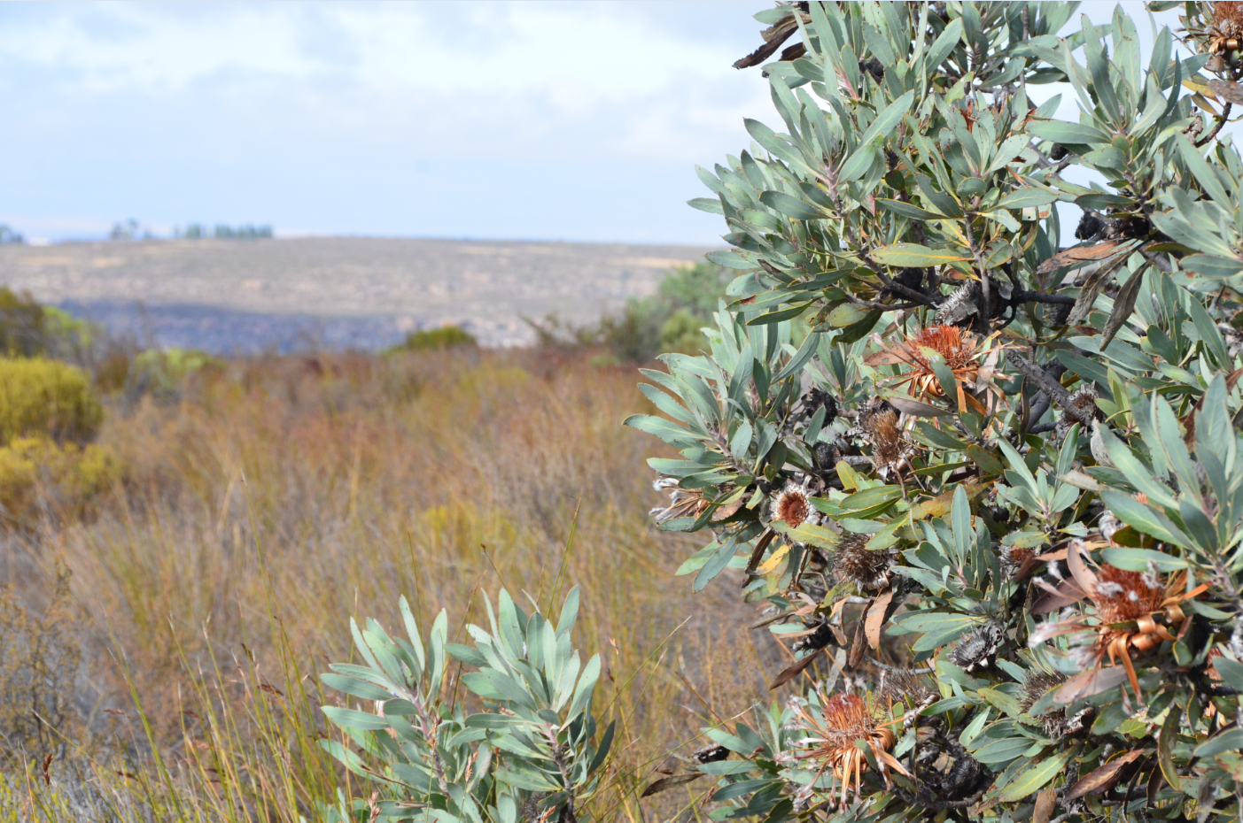 Matcha Rooibos Powder (Loose Leaf)